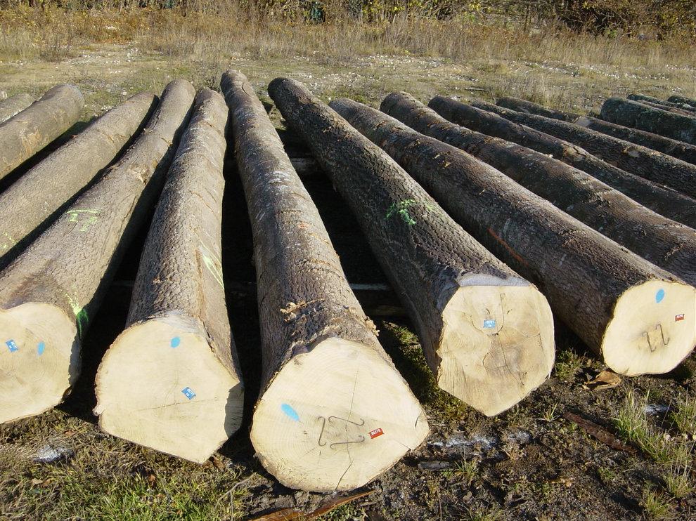 European Ash Logs
