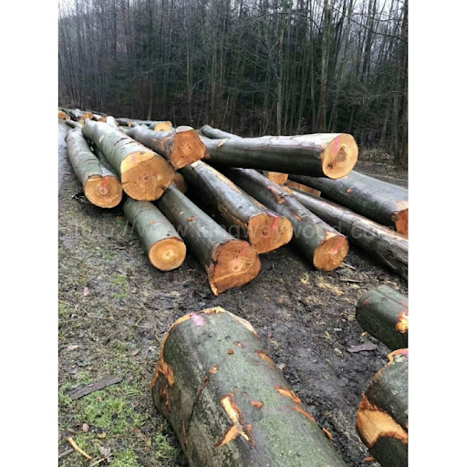 European Beech Logs