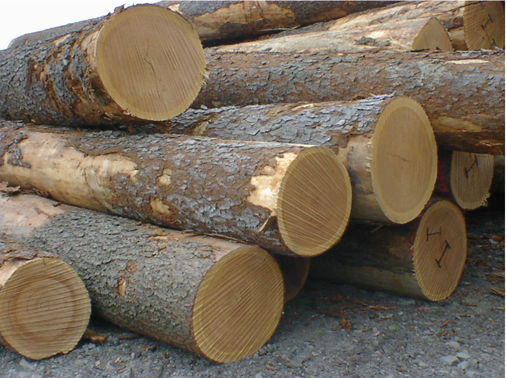 European Oak Logs