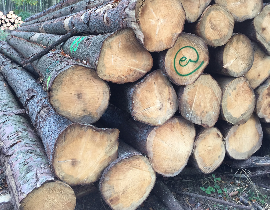 European Spruce Logs